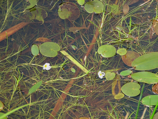 Das Froschkraut (Luronium natans) Bild: © T. Heinken