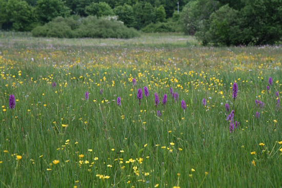 Früher landschaftsprägend sind Sumpfdotterblumen-Wiesen heute fast in Vergessenheit geraten (Bild: © Sabine Schneider)