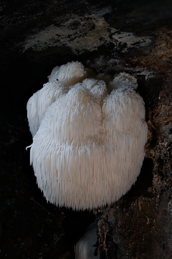 Der Igelstachelbart (Bild: © Ton That Quynh Loi)