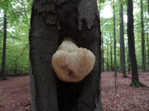 Der Igelstachelbart an alter, stehender, Buche (Steigerwald) Bild: © Ulla Reck