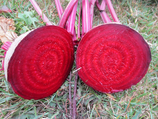 Die Rote Bete ist das Gemüse für die Jahre 2023 und 2024 (Bild: © Verein zur Erhaltung der Nutzpflanzenvielfalt e.V. VEN)