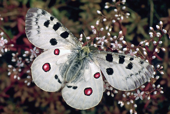 Schmetterling des Jahres 2024 - der Mosel-Apollofalter - hier ein Männchen (Bild: © T. Laußmann)
