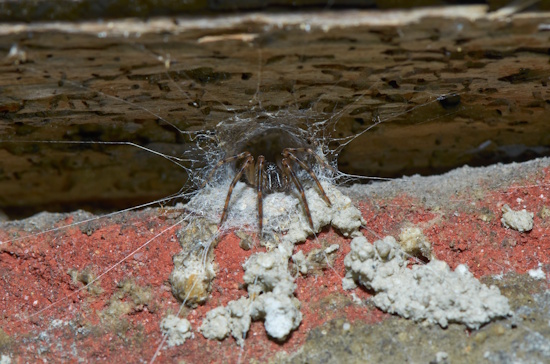 Die Gewöhnliche Fischernetzspinne - aufgenommen in einem Hinterhof in Wien (Bild: © Eckhart Derschmidt)
