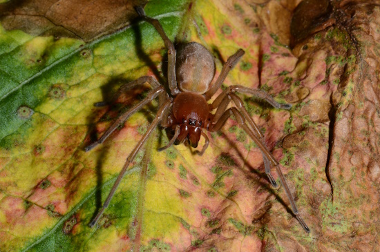 Der Ammendornfinger ist die Spinne des Jahres 2023 - hier ein Weibchen (Bild: © Hubert Hoefer)