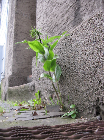 Epipactis helleborine, an einer Hauswand auf einem Bürgersteig - Bochum-Mitte (Bild: © A.Jagel)