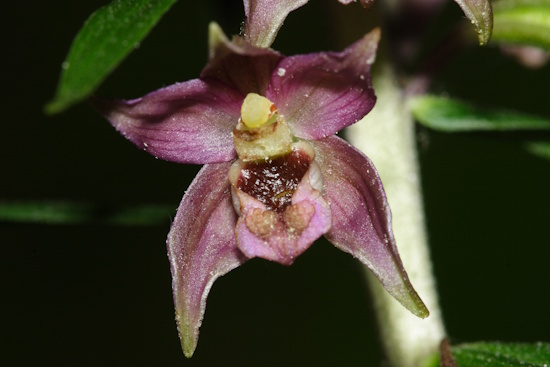 Epipactis helleborine, Blüte - Kreis Unna (Bild: © B.Margenburg)