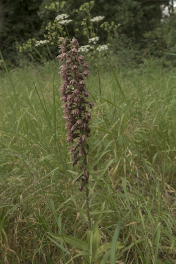 Epipactis helleborine mit etwa 65 Blüten, Lünen (Bild: © B.Margenburg)