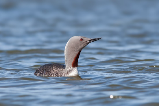 Ein Sterntaucher in seinem Prachtkleid (Bild: © Ralph Martin)