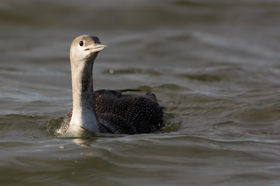 Der Sterntaucher ist der Seevogel des Jahres 2024 (Bild: © Sven Sturm)