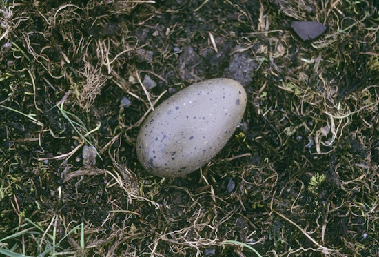 Die Gelege der Sterntaucher bestehen zumeist aus ein bis zwei Eiern (Bild: © Naturfoto Frank Hecker)