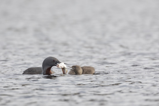 Jungtier erbettelt Nahrung von einem Elterntier (Bild: © Naturfoto Frank Hecker)