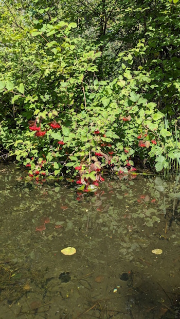 Gemeiner Schneeballstrauch am Wasser (Bild: © Heckenretter e.V.) Gemeiner Schneeballstrauch am Wasser (Bild: © Heckenretter e.V.)