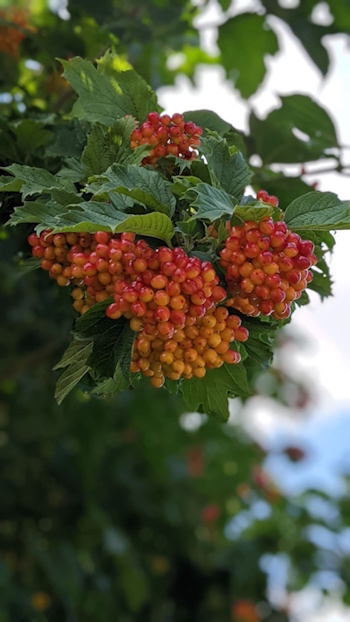 Früchte des Gemeinen Schneeballs, im Sommer (Bild: © Heckenretter e.V.) Früchte des Gemeinen Schneeballs, im Sommer (Bild: © Heckenretter e.V.)