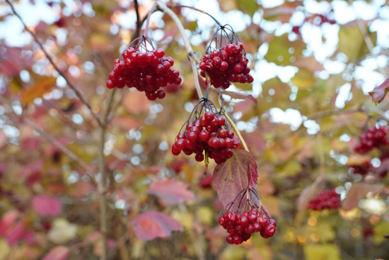 Gemeiner Schneeball - Früchte im Herbst (Bild: © Heckenretter e.V.) Gemeiner Schneeball - Früchte im Herbst (Bild: © Heckenretter e.V.)