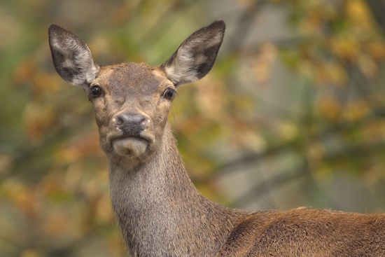 Rothirsche besiedeln Wälder im Gebirge und im Flachland - wichtig sind angrenzende Wiesen (Bild: © Thomas Martin) Rothirsche besiedeln Wälder im Gebirge und im Flachland - wichtig sind angrenzende Wiesen (Bild: © Thomas Martin)