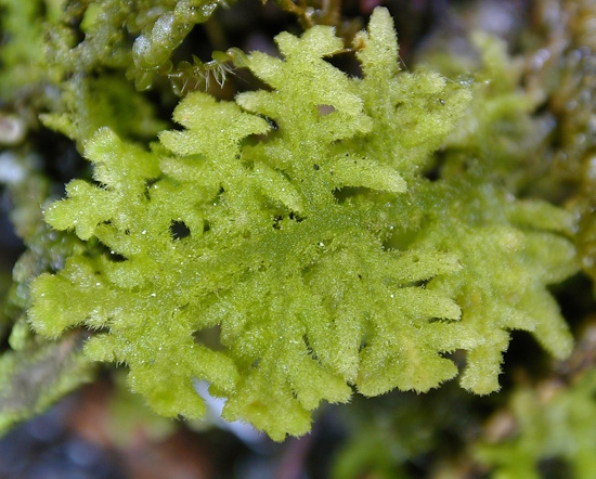 Das Filzige Haarkelchmoos zeigt eine fast weltweite Verbreitung (Bild: © Wolfgang von Brackel / BLAM e.V.)