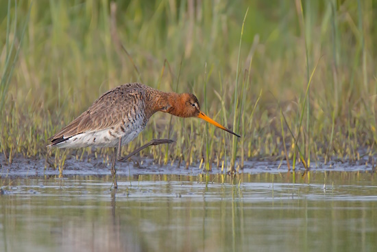 Mit ihrem langen Schnabel stochert die Uferschnepfe im Boden nach Nahrung (Bild: © Gunther Zieger)