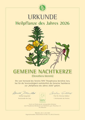Urkunde von der Gemeinen Nachtkerze - Heilpflanze des Jahres 2026 (Aufnahme: © NHV Theophrastus)