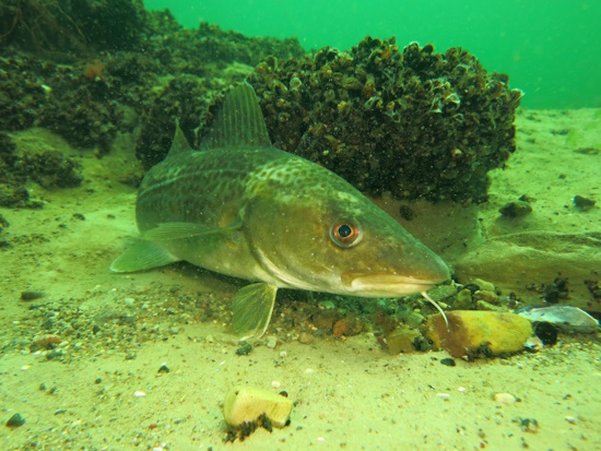 Beim Dorsch und Kabeljau handelt es sich um denselben Fisch (Bild: © VDST, Matthias Schwarz)