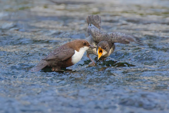 Wasseramsel füttert ihren Nachwuchs mit Köcherfliegenlarven (Bild: © Gunther Zieger)