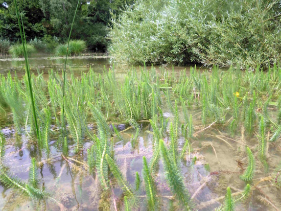 Der Gewöhnliche Tannenwedel ist die Wasserpflanze des Jahres 2025 (Bild: © VDST / Silke Oldorff)