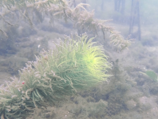 Beeinträchtigte Pflanzen durch Sedimentauflagen (Bild: © VDST / Silke Oldorff)