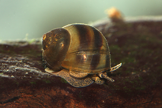 Die Stumpfe Flussdeckelschnecke ist das Weichtier des Jahres 2025 (Aufnahme: © Haus der Natur - Cismar) Die Stumpfe Flussdeckelschnecke ist das Weichtier des Jahres 2025 (Aufnahme: © Haus der Natur - Cismar)