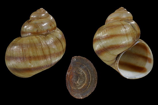 Gehäuse der Stumpfen Flussdeckelschnecke - unten der Gehäusedeckel (Aufnahme: © Haus der Natur, Cismar) Gehäuse der Stumpfen Flussdeckelschnecke - unten der Gehäusedeckel (Aufnahme: © Haus der Natur, Cismar)