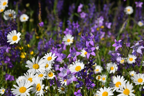 Die Glockenblume lockt ihre dienstbaren Insekten mit einem intensiven Duft an (Bild: © Julia Schenkenberger)