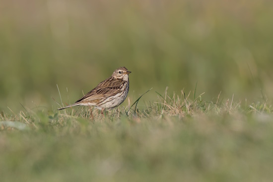 Der Wiesenpieper ist vom Aussterben bedroht (Bild: © Gunther Zieger)