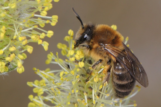 Die Frühlings-Seidenbiene, hier ein Weibchen, ist die Wildbiene des Jahres 2023 (Bild: © Ulrich Maier)