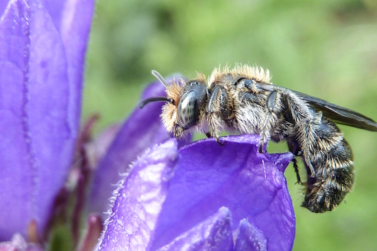 Die Glockenblumen-Scherenbiene ist auf die Glockenblumen angewiesen (Bild: © Iris Willeckeba)