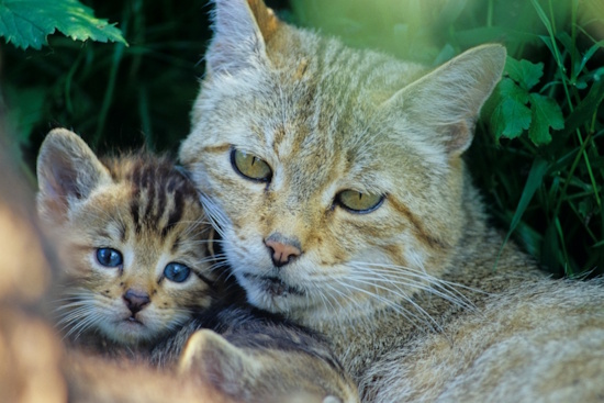 Wildkatze mit Welpen (Bild: © Thomas Stephan)