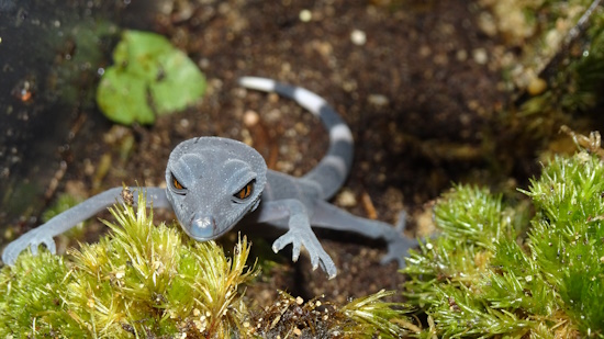 Goniurosaurus catbaensis - Cat-Ba-Tigergecko (Bild: Thomas Ziegler)