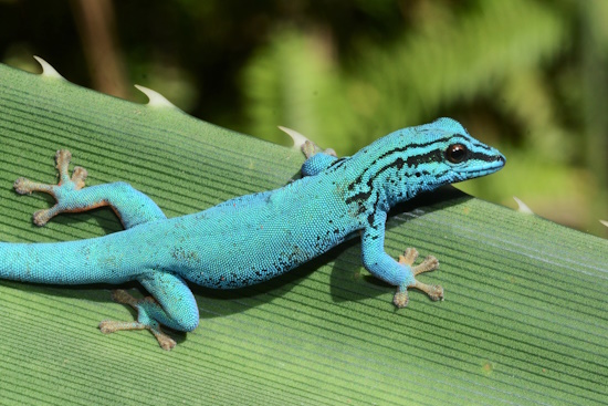 Himmelblauer Zwergtaggecko - Männchen (Bild: © Charles Kilawe)