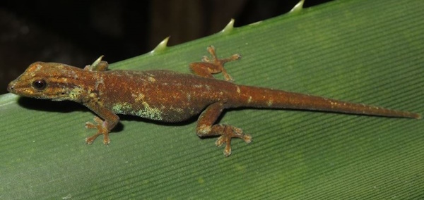 Lygodactylus williamsi - hier ein Weibchen (Bild: © Charles Kilawe)