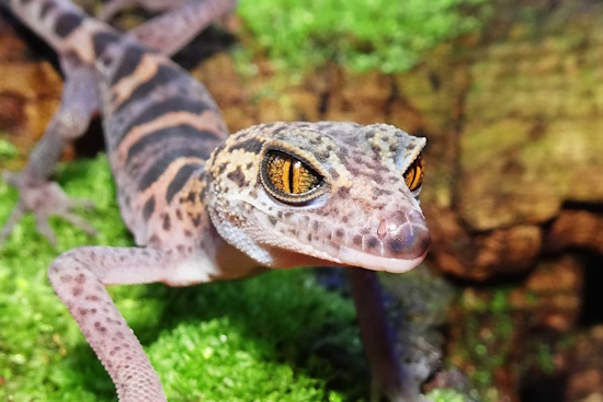 Neu entdeckt und vom Aussterben bedroht - Tigergecko (Bild: © Thomas Ziegler)