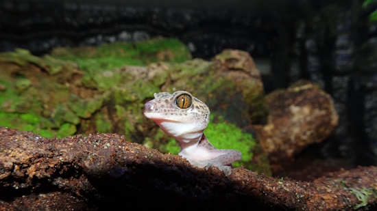 Tigergecko (Goniurosaurus) Bild: © Thomas Ziegler