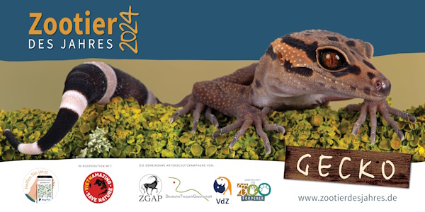 Zootier des Jahres 2024 - Gecko (Plakat: Projekt "Zootier des Jahres")