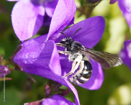 Glockenblumen-Schmalbiene - die Wildbiene kann tief in die Blüte hineinkriechen (Bild: © Peter Walter)