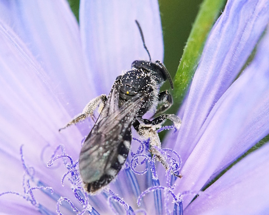 Glockenblumen-Schmalbiene auf Wegwarte (Bild: © Peter Walter)