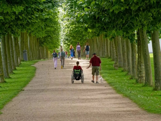 Allee des Jahres 2024 - Platanen-Allee im LVR-Archäologischen Park Xanten (Bild: © Jürgen Guhlke)