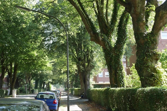 Allee des Jahres 2024 - Platz 2. - Linden-Allee in der Störtebekerstrasse, Wilhelmshaven (Bild: © Katharina Dietrich)