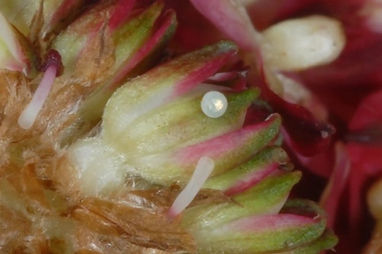 Abgelegtes Ei des Dunklen Wiesenknopf-Ameisenbläuling in einem Blütenstand des Großen Wiesenknopfs (Bild: © Wolfgang Wagner)
