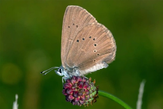 Der Dunkle Wiesenknopf-Ameisenbläuling ist der Schmetterling des Jahres 2026 (Bild: © Tim Laußmann)