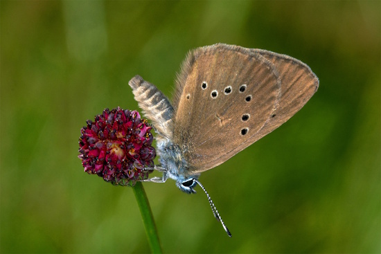 Dunkler Wiesenknopf-Ameisenbläuling (Bild: © Tim Laußmann)