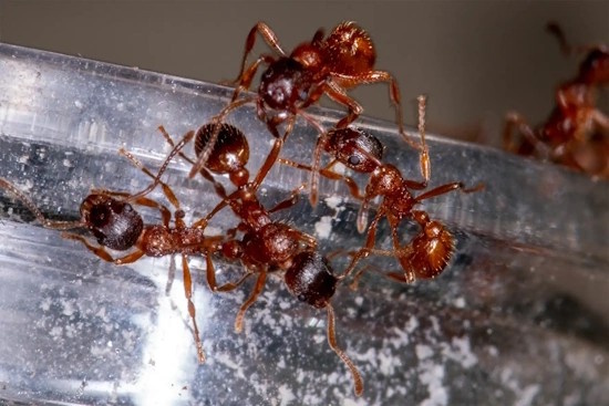 Die Rote Gartenameise in deren Nester Larven des Dunklen Wiesenknopf-Ameisenbläulings räuberisch leben (Bild: © Tim Laußmann)