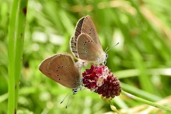 Hochzeit bei den Dunklen Wiesenknopf-Ameisenbläulingen (Bild: © Brigitte Schmälter)