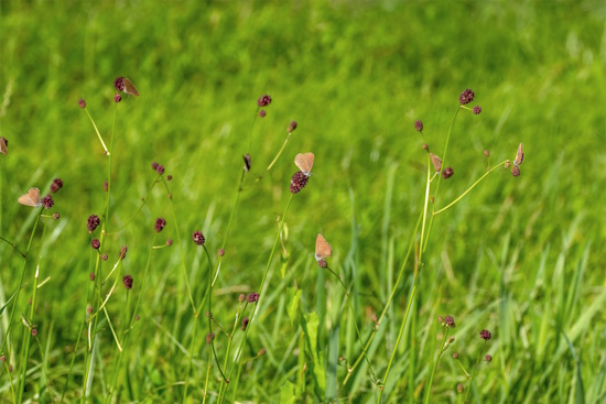 Der Lebensraum des Dunklen Wiesenknopf-Ameisenbläuling ist selten geworden (Bild: © Tim Laußmann)