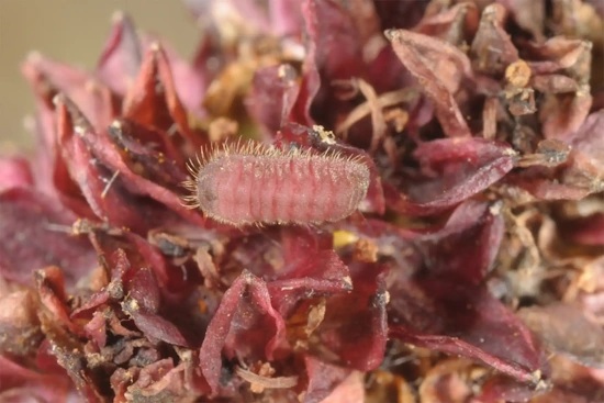 Raupe des Dunklen Wiesenknopf-Ameisenbläuling in einer Blüte des Großen Wiesenknopfs (Bild: © Wolfgang Wagner)